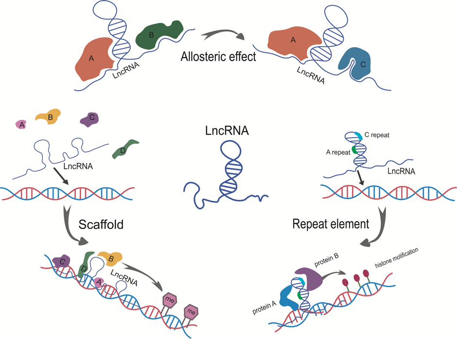 Long Non-coding RNA Sequencing (LncRNA-seq) Service