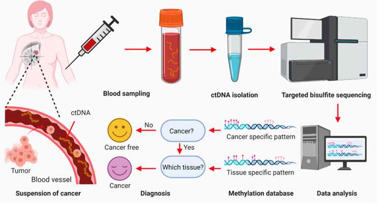 Fig.1 cfDNA methylation detection.
