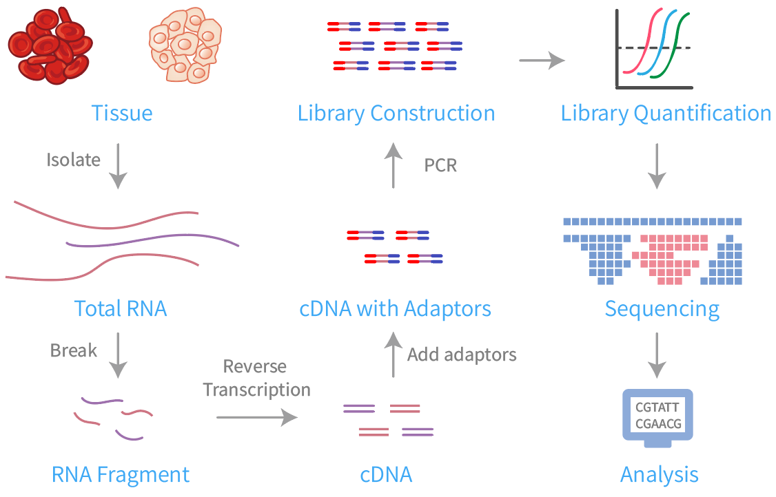 Fig.1 Our WTS service workflow. (Creative Biolabs Original)