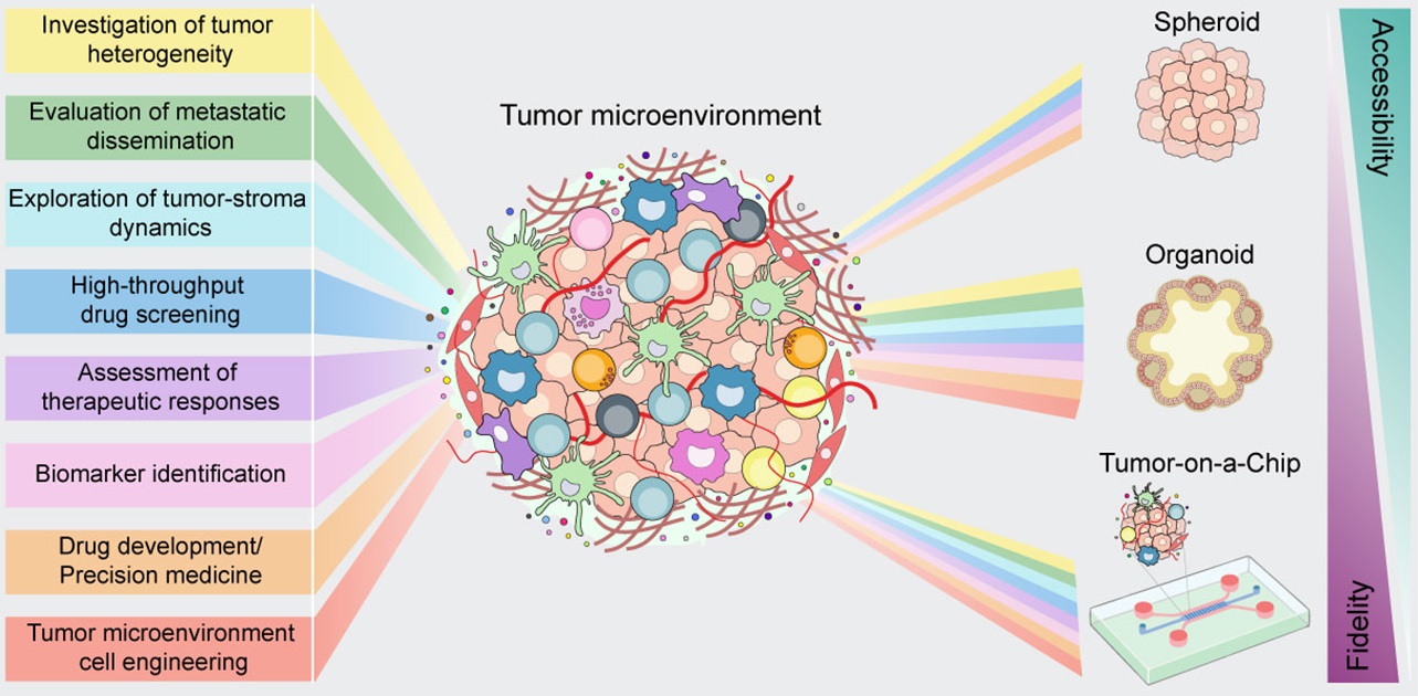 Fig.1 applications of 3D cancer models.
