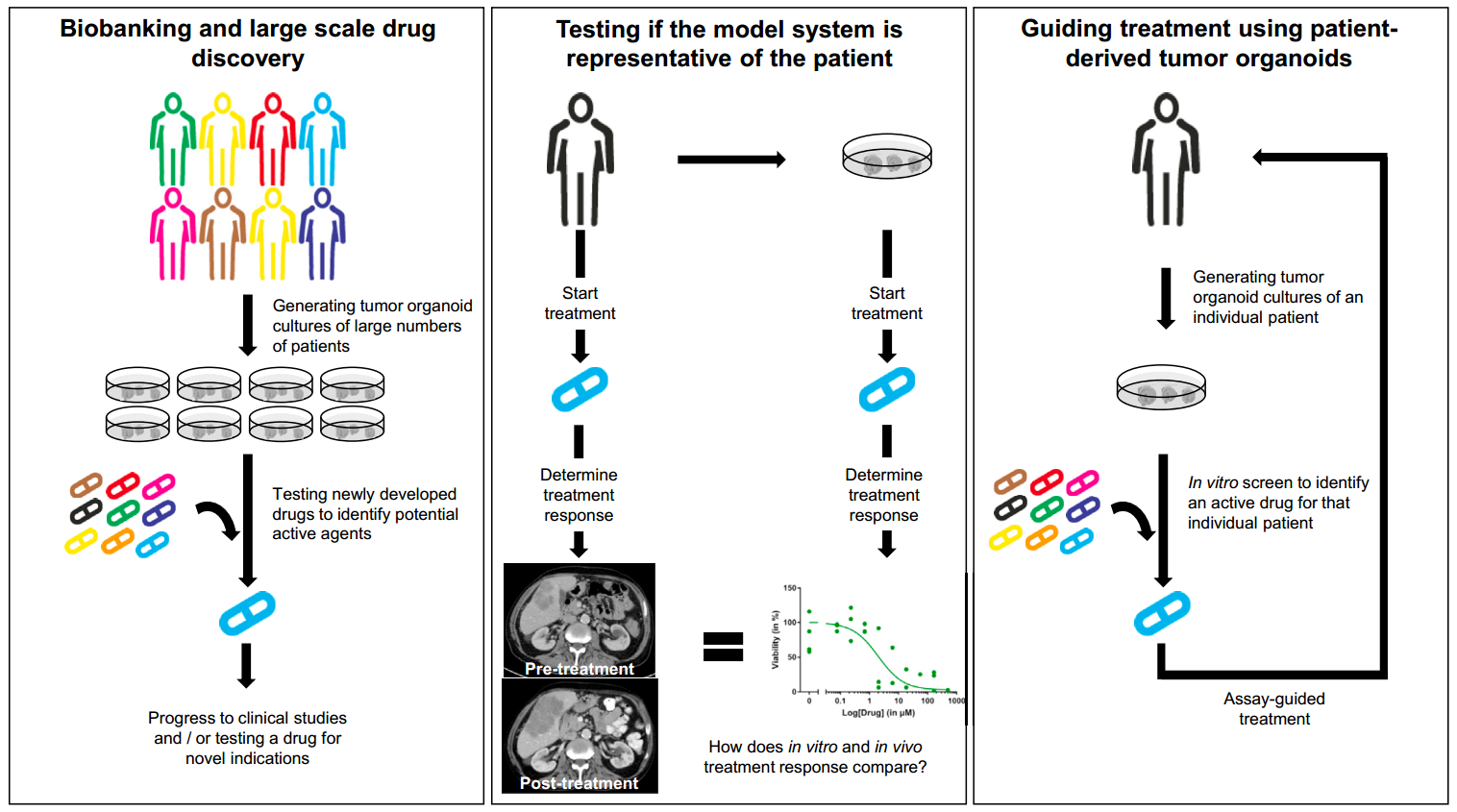 Patient-derived tumor organoids and their applications.