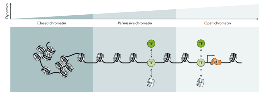 Different accessibility states reflect the distribution of chromatin dynamics across the genome. (Klemm, 2019)