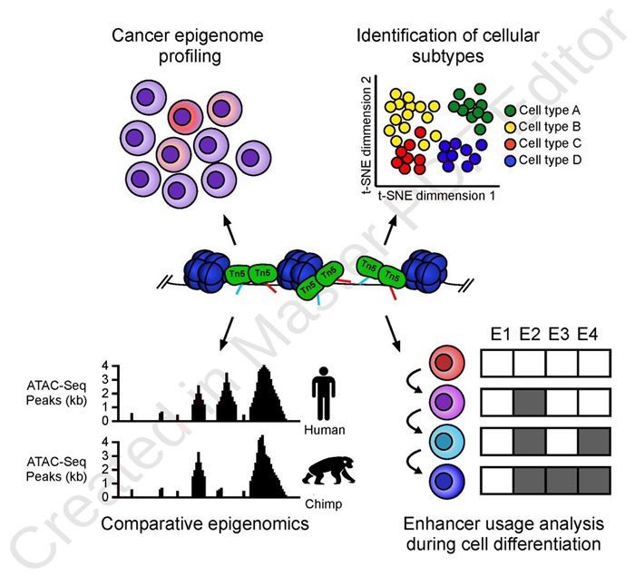 Fig.1 Different applications of ATAC-seq. 