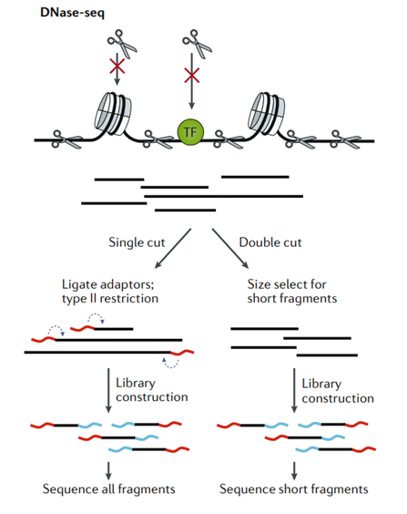 DNase-seq principal to measure the chromatin accessibility. (Klemm, 2019)