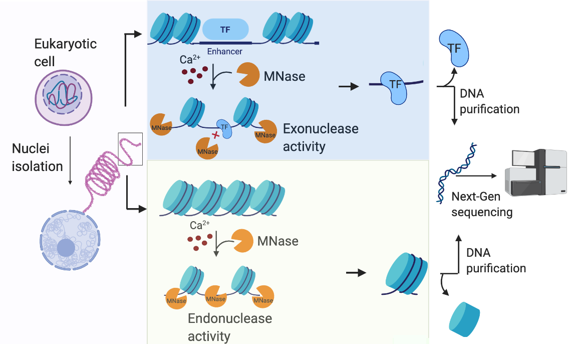 Fig.2 MNase digestion for sequencing.