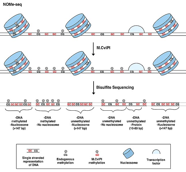 Fig.3 The principle for NOMe-seq.