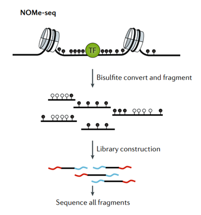 NOMe-seq principal to measure the chromatin accessibility. (Klemm, 2019)