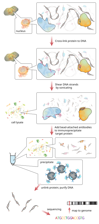 The principle of ChIP-seq. 