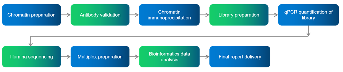 ChIP-seq workflow. (Creative Biolabs Original)