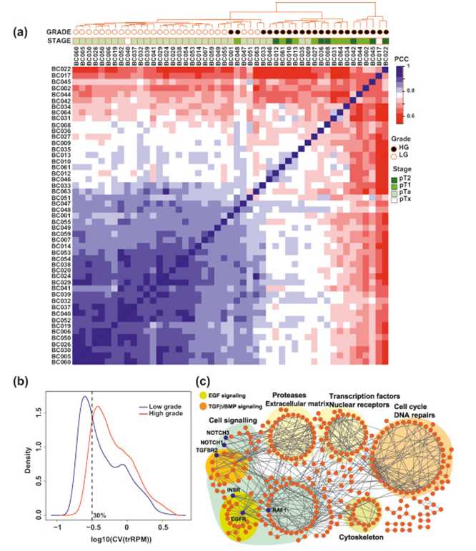Whole-transcriptome analysis of an archival urothelial bladder cancer (UBC) cohort.