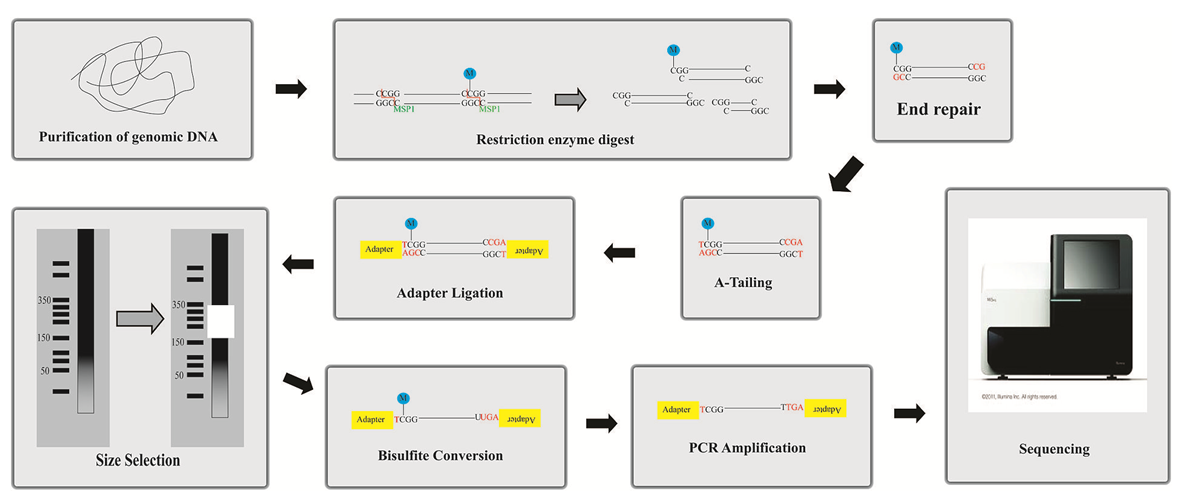 General RRBS workflow.