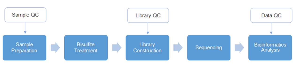 Whole genome bisulfite sequencing workflow. (Creative Biolabs Original)