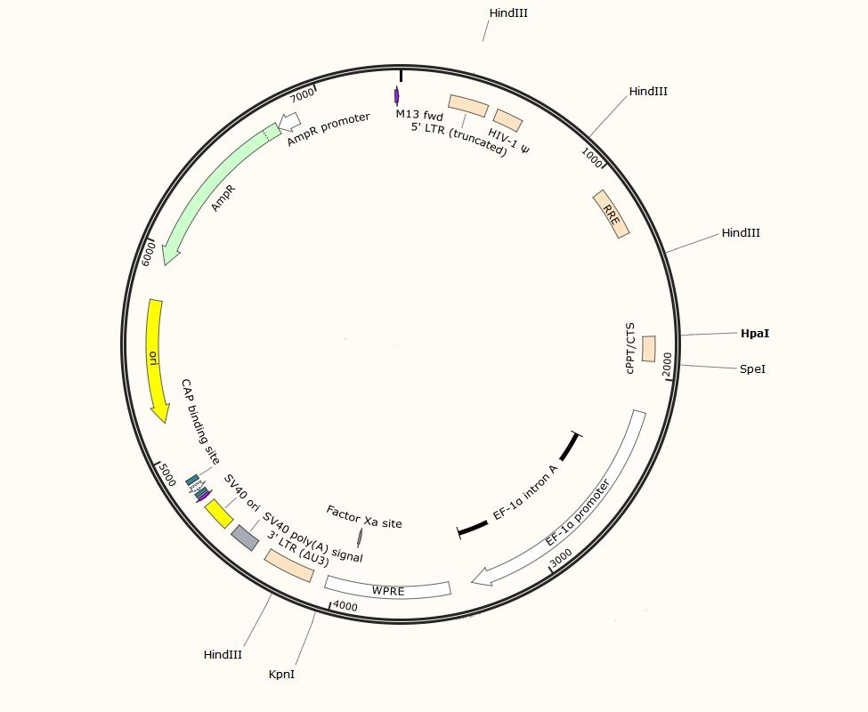 The Example Map of TAC-Specific Plasmid.
