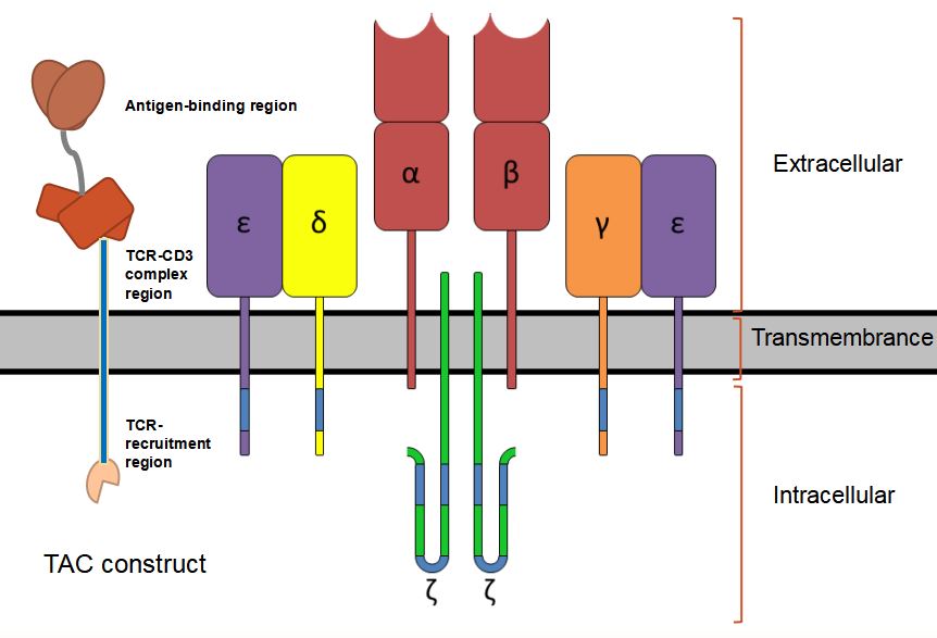The Design and Structure of T Cell Antigen Connector (TAC).