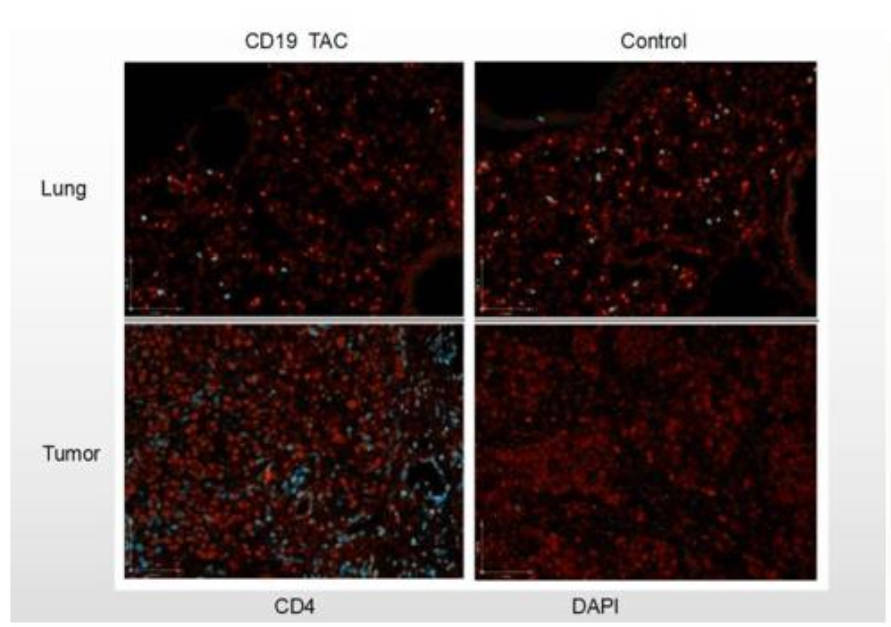 CD19 TAC-Engineered T cell Distribution and In Vivo Efficacy Analysis in Both Solid and Liquid Tumor Models