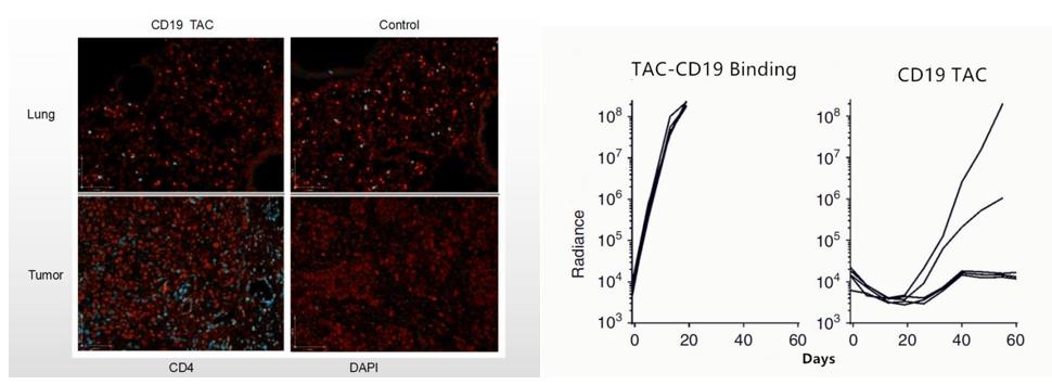 CD19 TAC-Engineered T cell Distribution and In Vivo Efficacy Analysis in Both Solid and Liquid Tumor Models