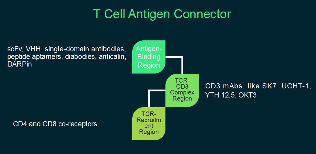 T Cell Antigen Connector (TAC) Technology.