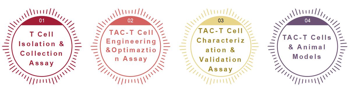 The Workflow of TAC Adoptive T Cell Therapy. 