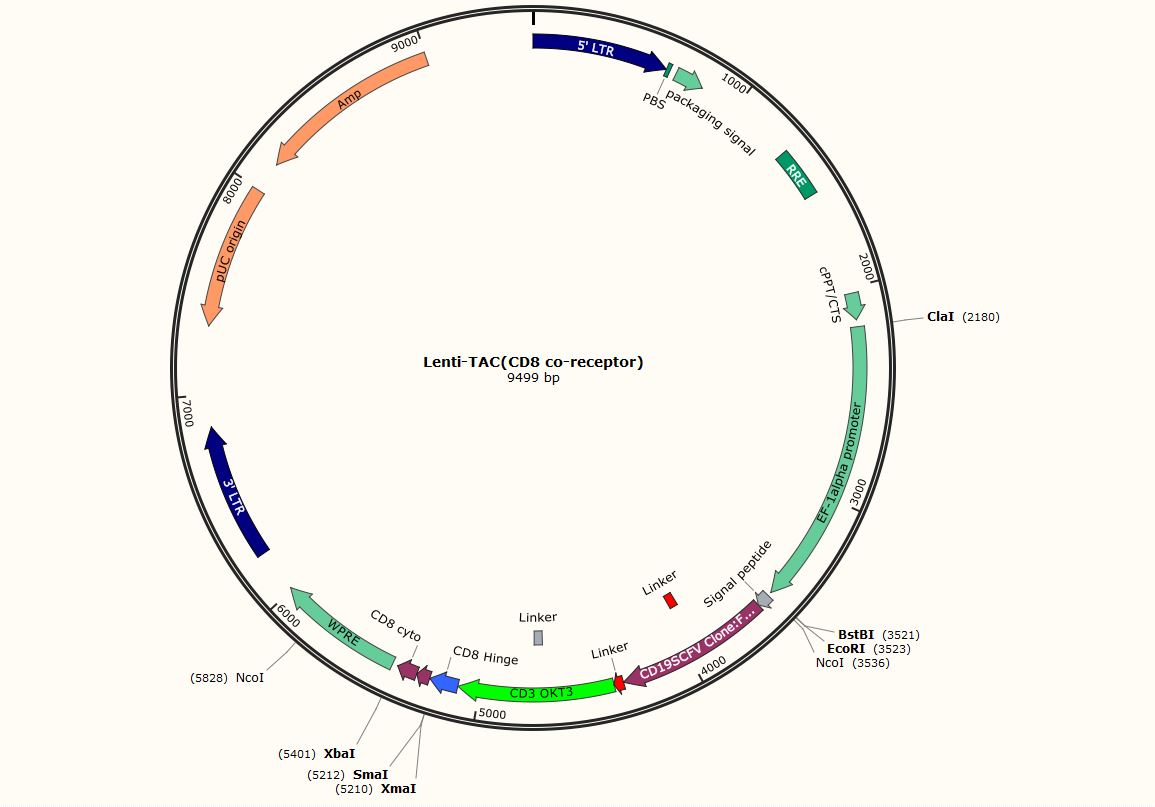 The Example Plasmid Map of CD19-TAC Constructs - Creative Biolabs