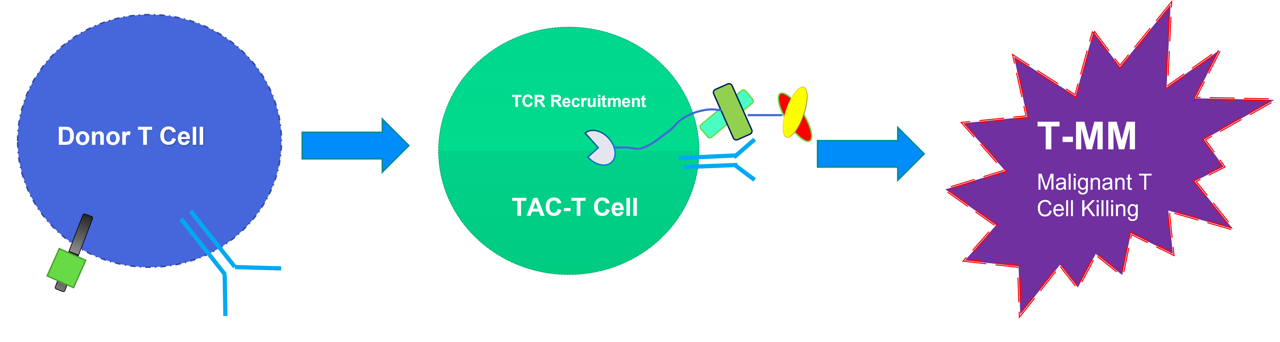 The Detection of TAC-T Cells Kill Malignant T Cells