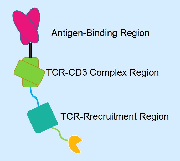 The structure Illustration of T Cell Antigen Connector (TAC).
