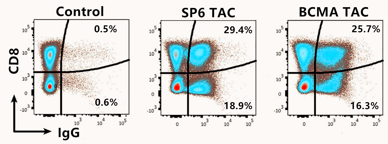 Flow Cytometry Analysis of BCMA TAC Expression in Human T Cells.