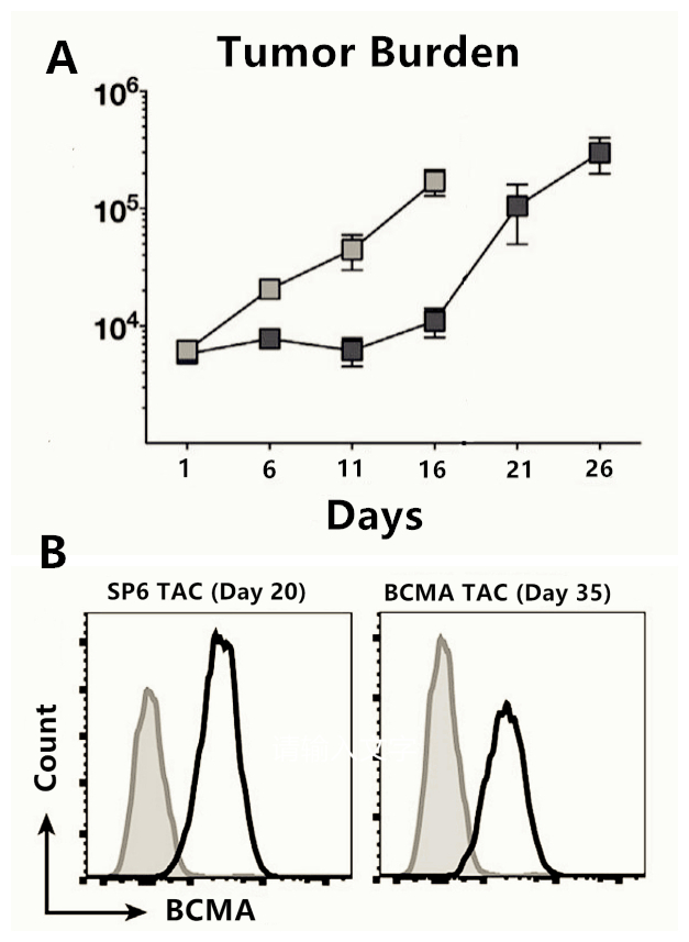 Anti-BCMA TAC T Cells Have Potential Therapeutic Activity in Multiple Myeloma.