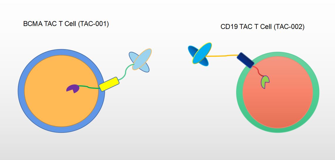 Our CellRapeutics™ Pipeline Targets BCMA (TAC-001) and CD19 (TAC-002).