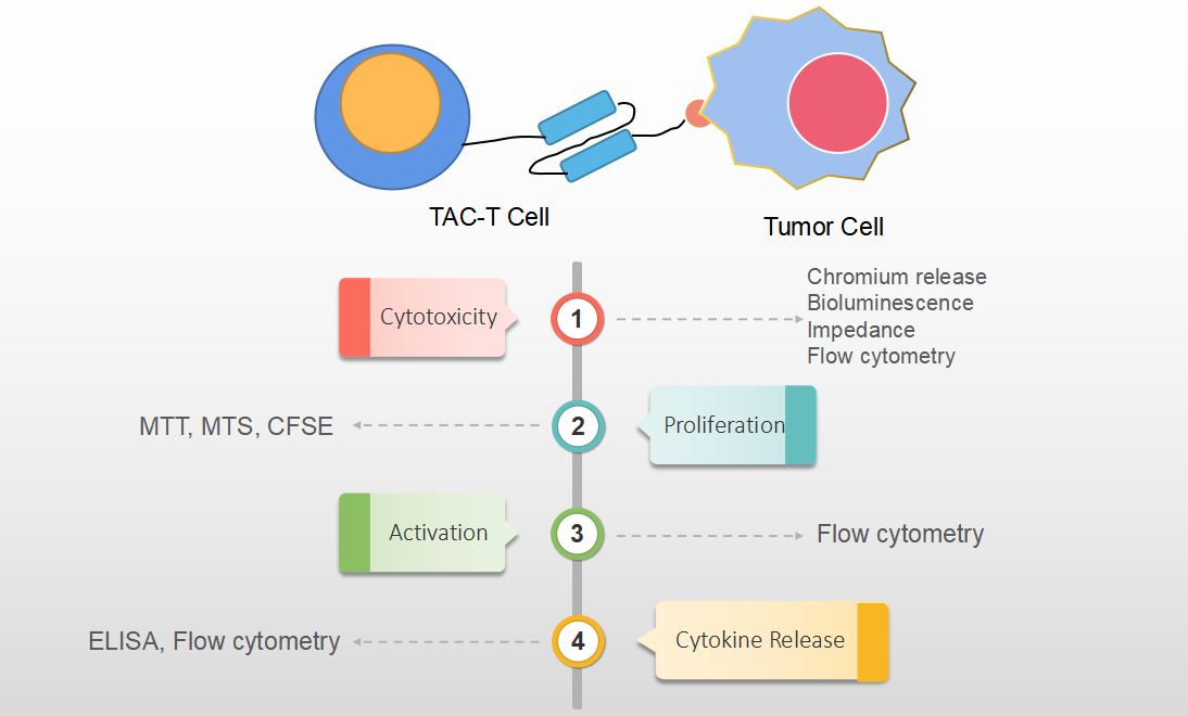 In Vitro TAC-T Cell Therapy Testing Assays.