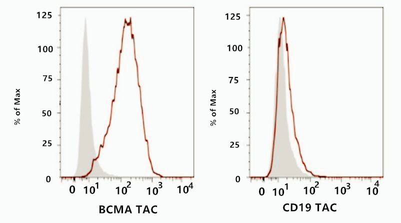 Flow Cytometry Analysis of BCMA-TAC and CD19-TAC Expression.