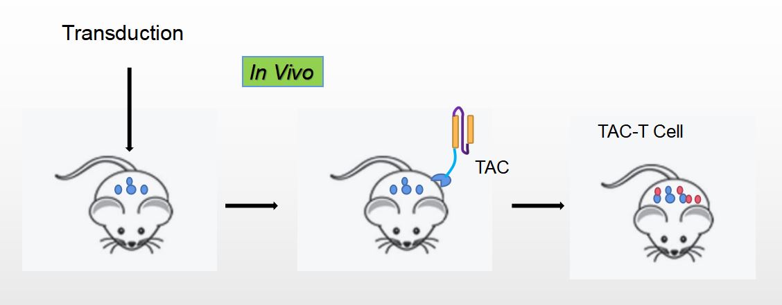 TAC In Vivo Analysis Assay Services.