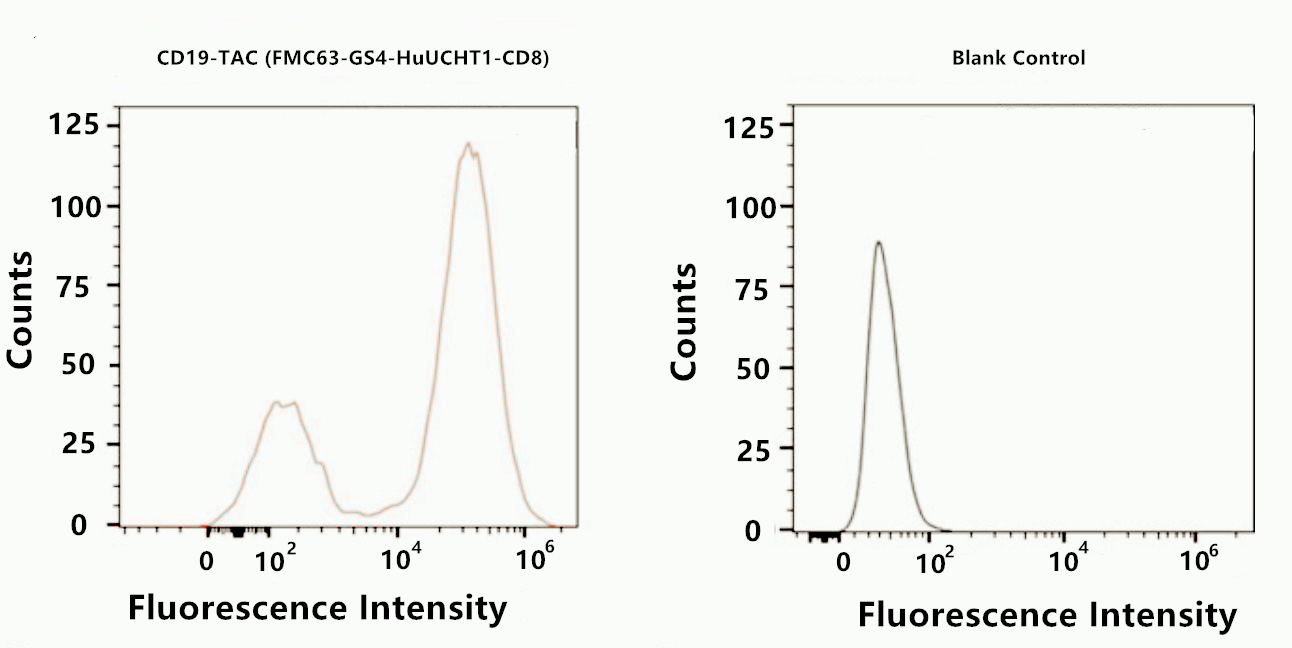 Comparison of Transduction Efficiency of CD19-TAC T Cells and Blank Control T Cells on Day 14 by Flow cytometry.
