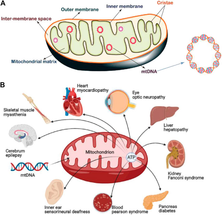 Active cellular (left) and subcellular (right) targeting of NP-drug formulations. (OA Literature)