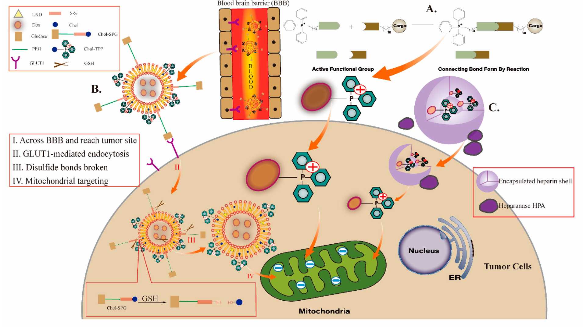 The mitochondrion-specific dendritic lipopeptide liposomes L-G2R-DA for cancer therapy. (OA Literature)