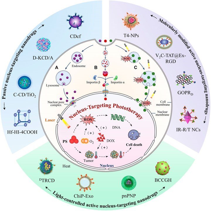 Nucleus-targeting nanodrugs. (OA Literature)