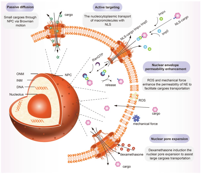 Nuclear-targeted nanosystems. (OA Literature)
