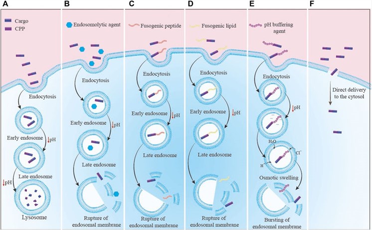 Fig.1 The CPP-cargo complex enters the cytosol through different routes. (OA Literature)
