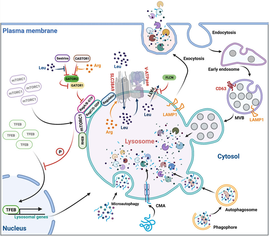 Schematic of lysosomal function. (OA Literature)