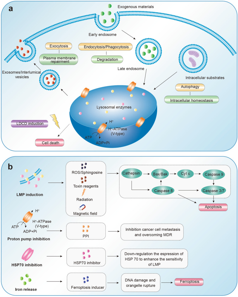 The therapeutic strategy toward lysosomes. (OA Literature)
