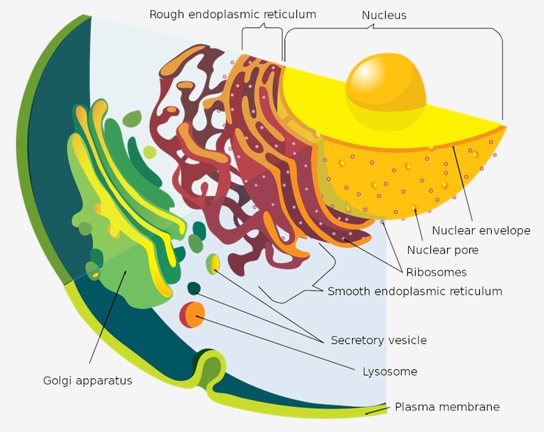 Detail of the endomembrane system and its components. (OA Literature)
