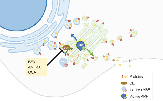 Schematic of ARF1 GEF interaction inhibitors. (OA Literature)