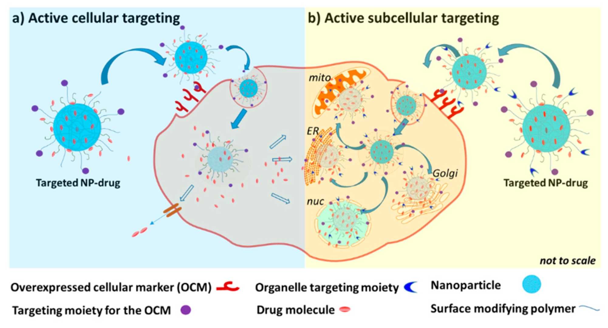 Active cellular (left) and subcellular (right) targeting of NP-drug formulations. (OA Literature)