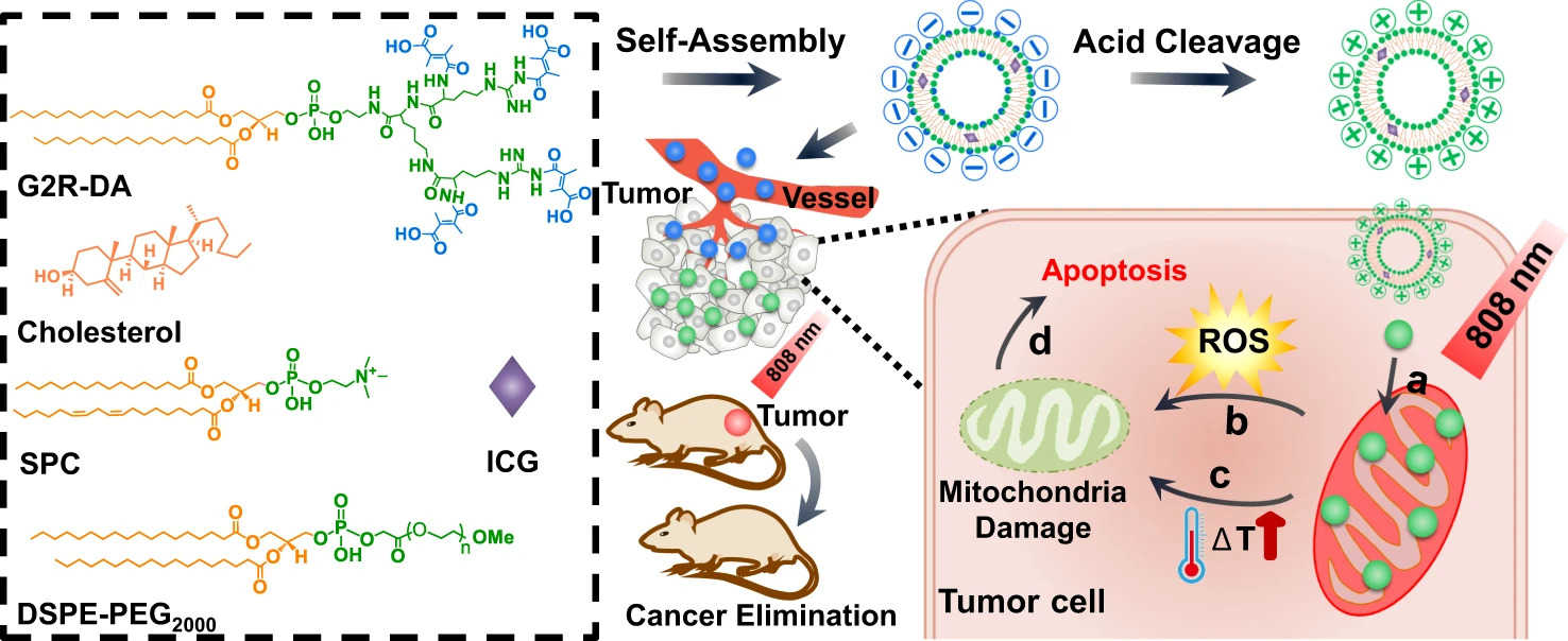 The mitochondrion-specific dendritic lipopeptide liposomes L-G2R-DA for cancer therapy. (OA Literature)