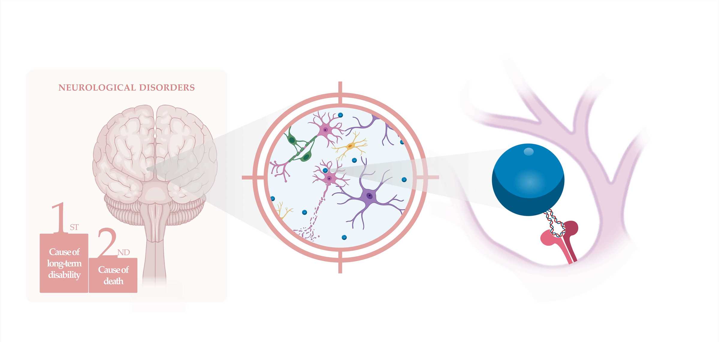 Schematic of neurons targeting delivery. (OA Literature)