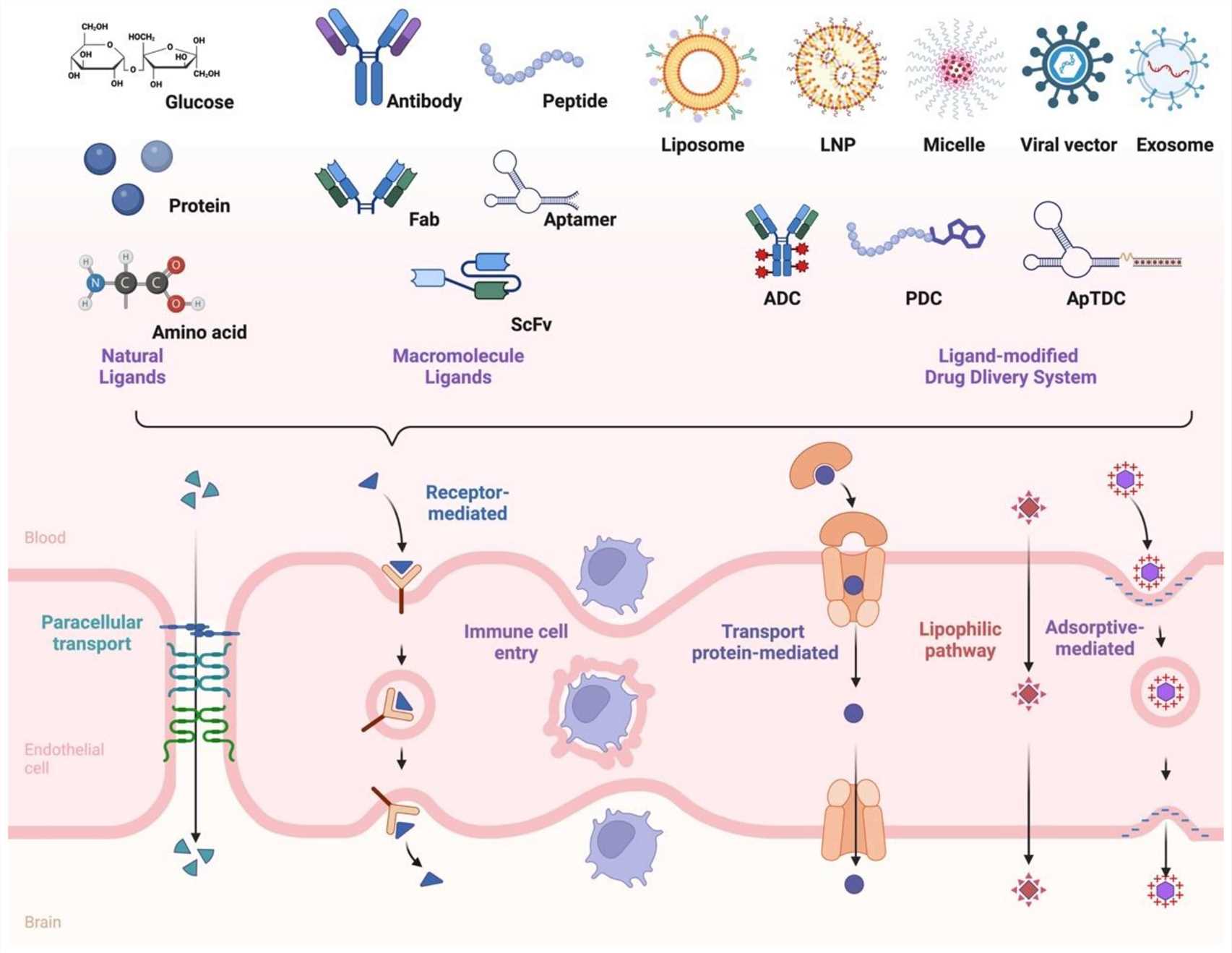 Schematic of transport mechanisms at the blood–brain barrier and ligand-mediated drug delivery. (OA Literature)