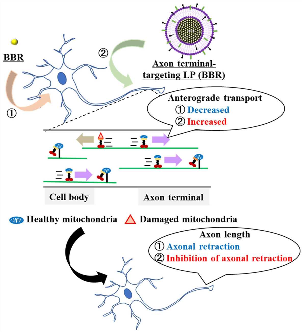 Schematic of the local delivery of BBR employing the liposome system. (OA Literature)