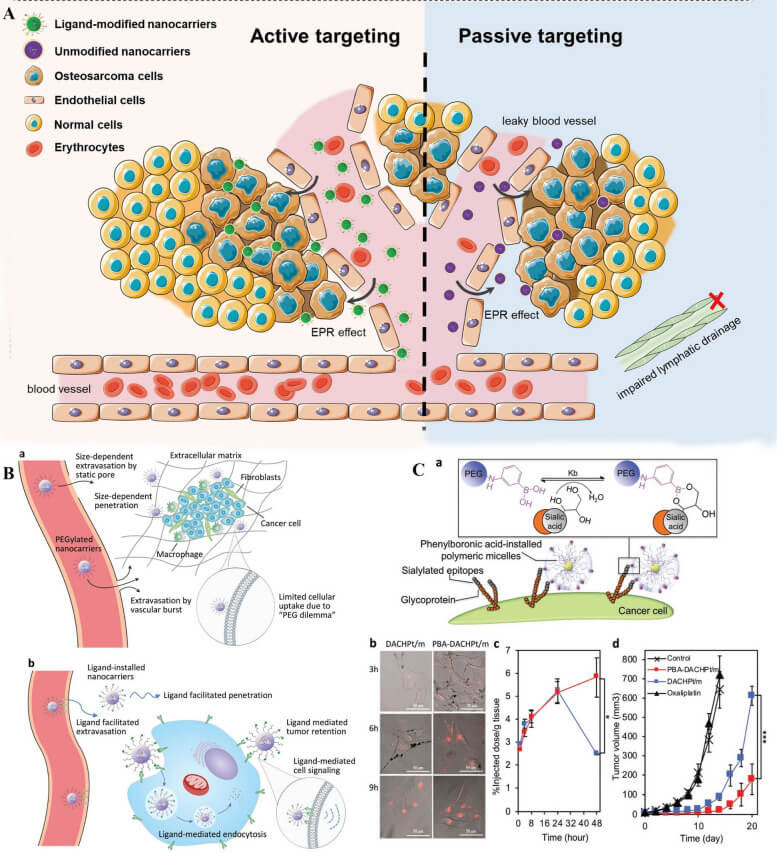 Schematic of the concepts of active and passive targeting in nano-delivery systems for anti-tumor treatment. (OA Literature)