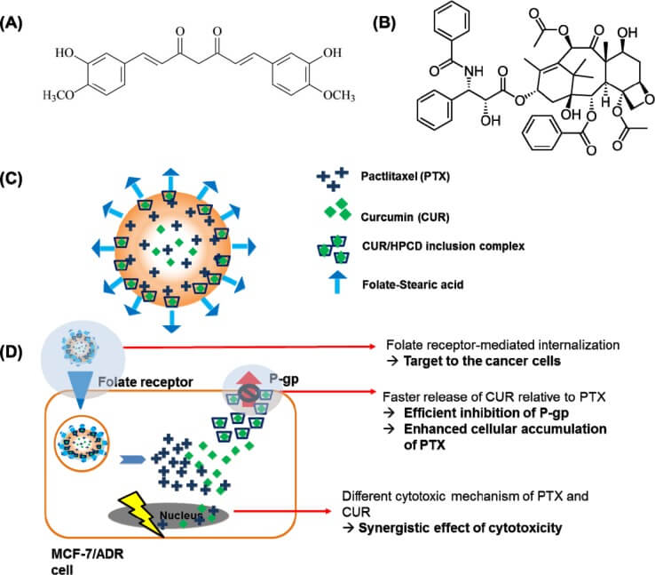 The folate moieties on the surface of nanoparticles allow for active uptake by over-expressed folate receptors on MCF-7/ADR cells. (OA Literature)