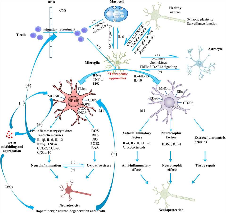 Schematic view of microglial activation and cross-talks between microglia and other immune factors in the pathogenesis of Parkinson’s disease. (OA Literature)