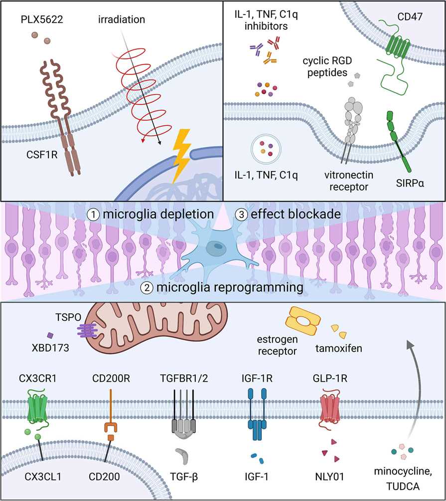 Schematic of strategies to target microglia in degenerative eye diseases. (OA Literature)
